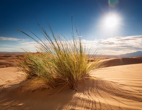 grass grows in the desert under a bright sky in the middle of the day