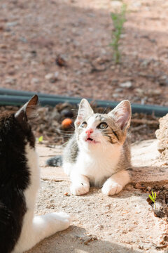 A tabby kitten in the garden, emitting characteristic meows of hunting instinct after spotting prey.