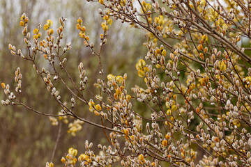 Spring willow trees © Maggie
