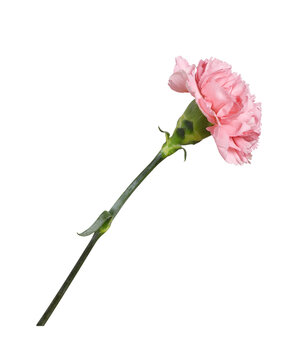 Closeup of pink carnation flower isolated on white or transparent background. Profile view.