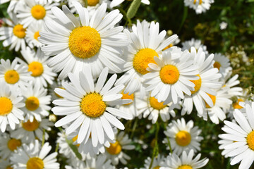 Fototapeta premium A field of daisies in bloom, Sainte-Apolline, Québec, Canada