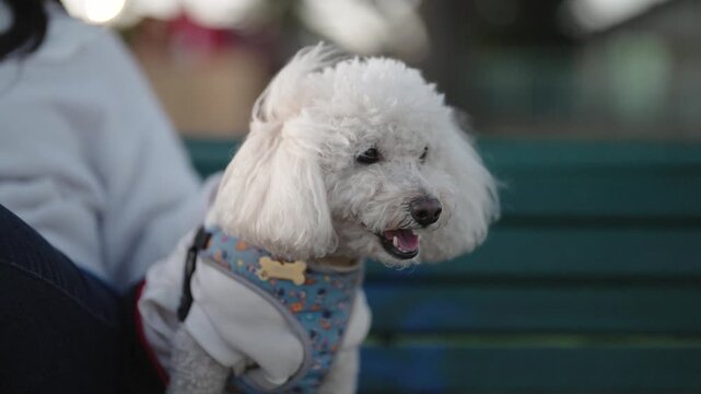Happy white dog running on leash in urban park at sunset 