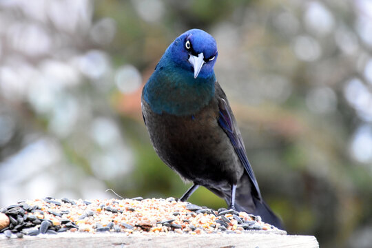 A grackle at the feeder, Sainte-Apolline, Qu&eacute;bec, Canada