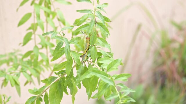 Pareja de saltamontes sudamericanos apare&aacute;ndose sobre hojas verdes en su h&aacute;bitat natural