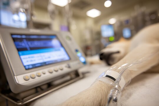 Veterinary medical monitor displaying vital signs with a dog patient in the background. IV drip attached to a canine leg during surgery or treatment
