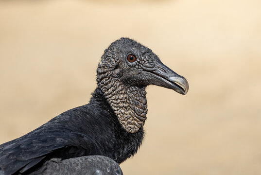 Black vulture (Coragyps atratus) close up portrait. Scavenger wildlife scene. Bokeh background. Paraty, Brazil.