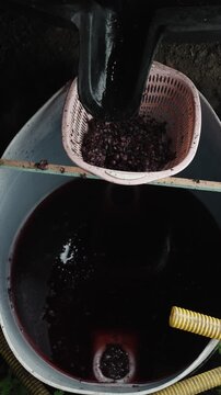 Fresh Harvested Grapes in Basket During Wine Production
