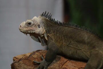 Fototapeta premium Lesser Antillean Iguana Resting on a Log