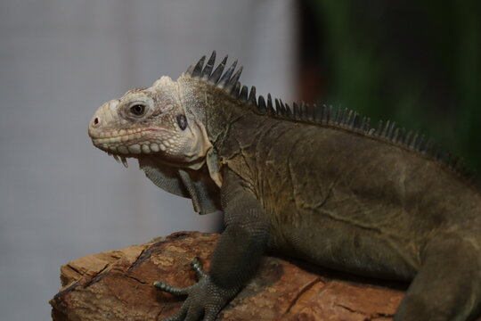 Lesser Antillean Iguana Resting on a Log