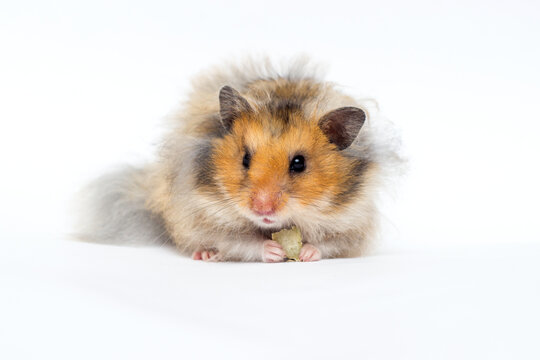Front view of a cute fluffy hamster eating food.