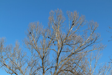 Obraz premium Black crows perched on bare tree branches against clear blue sky