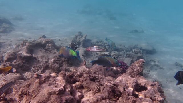 Large colorful parrotfish swimming over a vibrant coral reef in the crystal-clear waters of Makadi Bay on the Red Sea coast of Egypt, near Hurghada.
