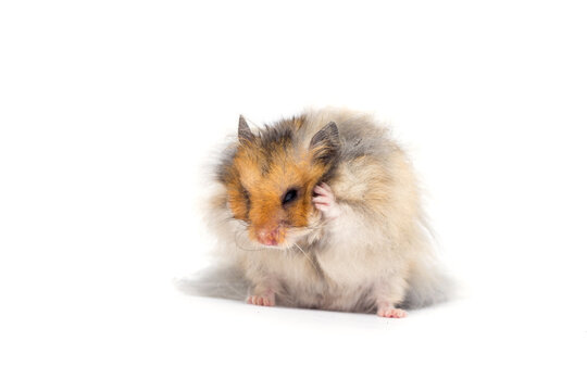 Funny fluffy hamster grooming itself on a white background.