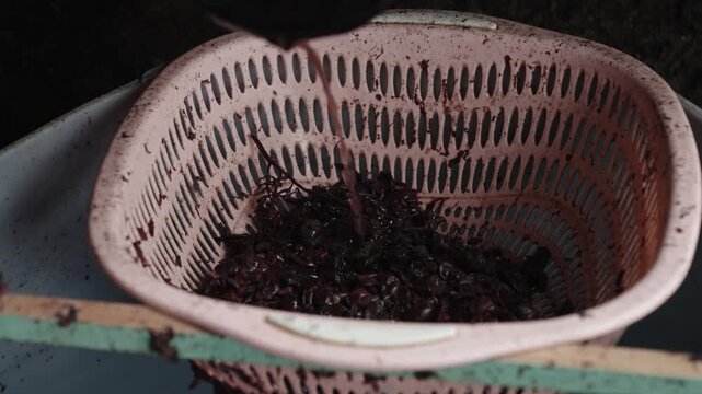 Fresh Harvested Grapes in Basket During Wine Production