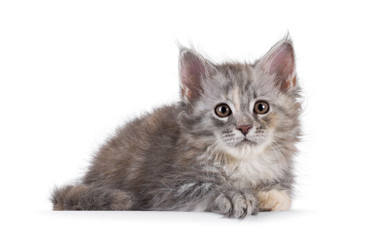 Adorable pastel colored Maine Coon cat kitten, laying down side ways. Looking straight to camera. Isolated on solid white background.