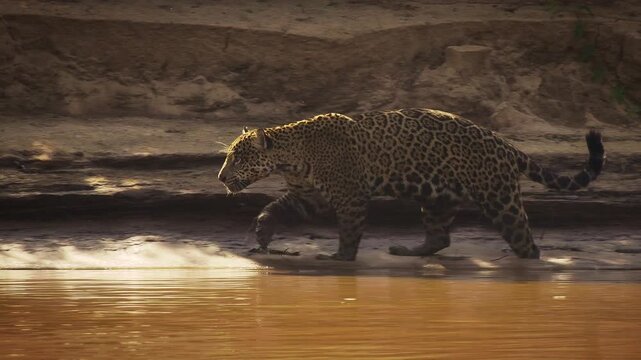 Jaguar Panthera onca walking along sandy river bank at golden hour, rosette spotted coat, largest cat of Americas, big cat predator patrolling territory, Pantanal Brazil, near threatened wild feline