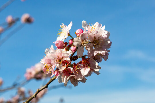 Flor de cerejeira. Sakura