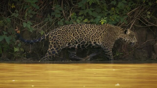 Jaguar Panthera onca walking along sandy river bank at golden hour, rosette spotted coat, largest cat of Americas, big cat predator patrolling territory, Pantanal Brazil, near threatened wild feline