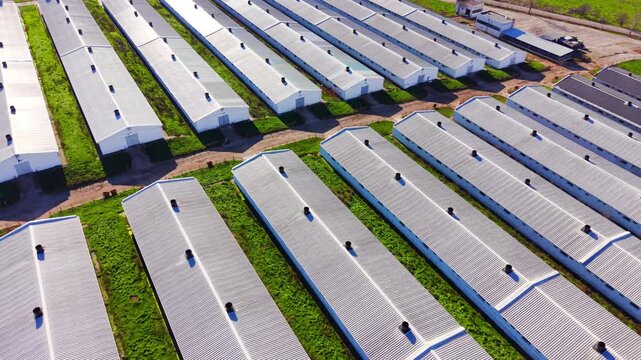 Aerial view of poultry farm barn rows. Long white roofed buildings line up with pathways and green grass between each row.