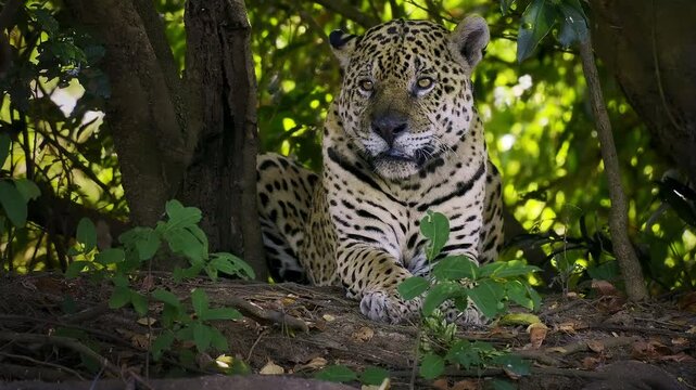 Jaguar, Panthera onca, resting in dense riverbank vegetation, Pantanal wetlands Brazil, largest American big cat, powerful spotted rosette coat, alert amber eyes, near threatened apex predator