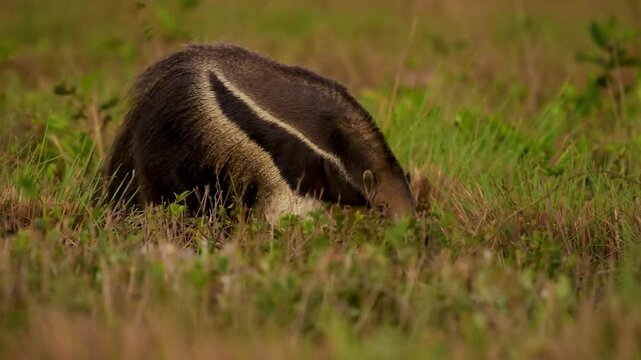 Giant Anteater, Myrmecophaga tridactyla, walks through grassland foraging for ants and termites, Pantanal, Brazil, elongated snout, bushy tail, vulnerable species, unique toothless mammal.