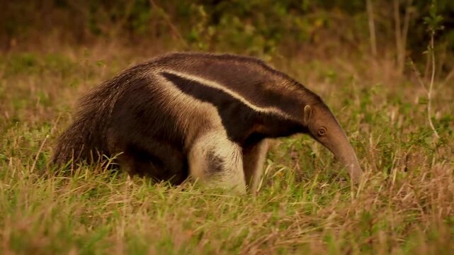 Giant Anteater, Myrmecophaga tridactyla, walks through grassland foraging for ants and termites, Pantanal, Brazil, elongated snout, bushy tail, vulnerable species, unique toothless mammal.