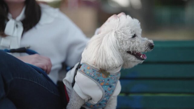 Happy white dog running on leash in urban park at sunset 