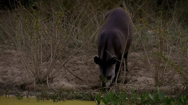 South American tapir, Brazilian tapir, lowland tapir (Tapirus terrestris) wading, foraging in shallow river, Pantanal wetland, Mato Grosso, Brazil. Vulnerable species, excellent swimmer.