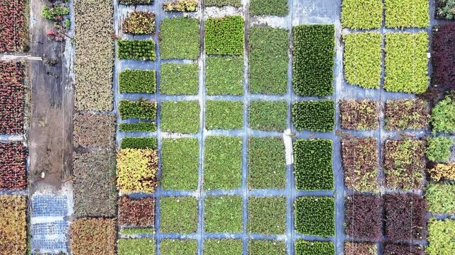 Aerial view of organized crop rows, showing color variations. Rectangular plots display different plant growth stages and hues. Grid layout reveals farming precision and systematic cultivation