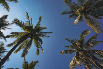 Coconut palm tree silhouetted against a bright clear blue sky, creating a simple tropical landscape © krisbiantography