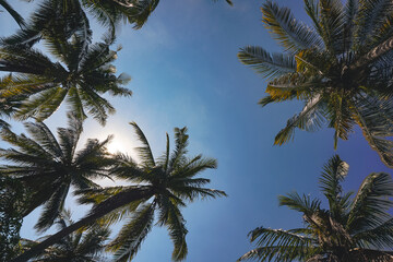 Coconut palm tree silhouetted against a bright clear blue sky, creating a simple tropical landscape © krisbiantography