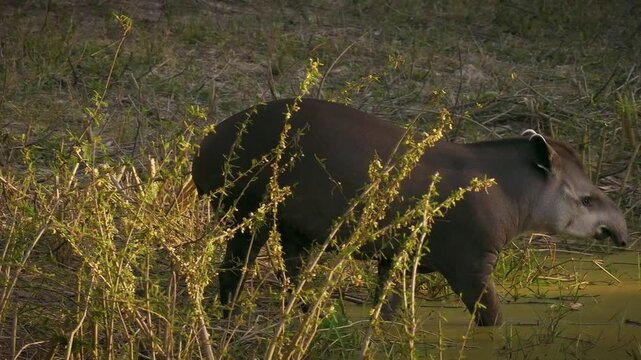 South American tapir, Brazilian tapir, lowland tapir (Tapirus terrestris) wading, foraging in shallow river, Pantanal wetland, Mato Grosso, Brazil. Vulnerable species, excellent swimmer.