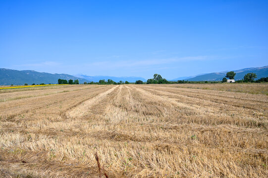 Harvested crop field showing golden stubble rows and distant low mountains on the horizon. Flat agricultural field after harvest with rows of golden straw and stubble under a clear blue sky. Rural far