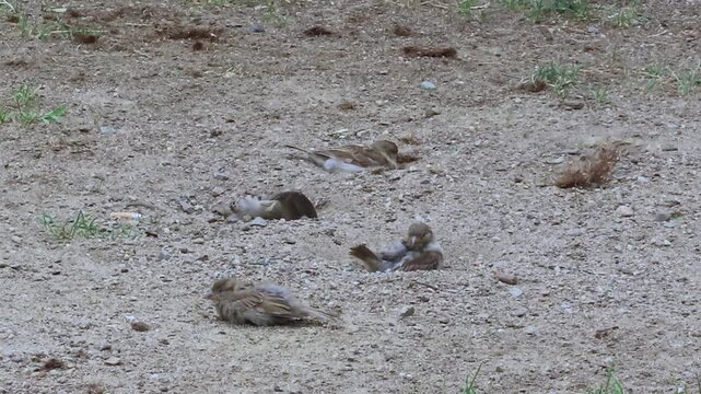 Flock of House sparrows