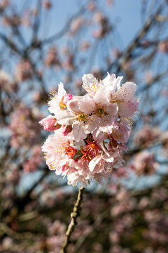Flor de cerejeira. Sakura
