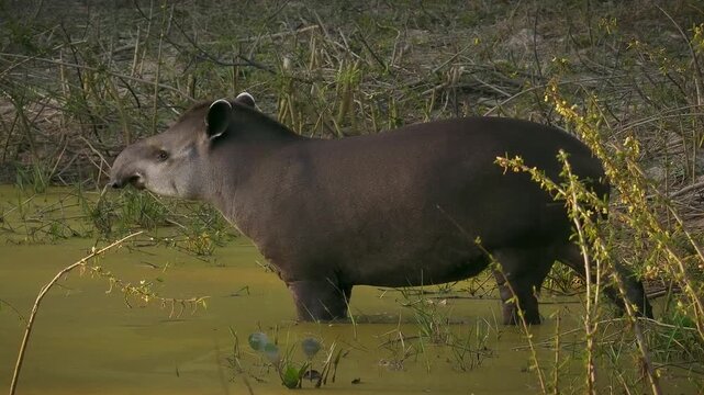 South American tapir, Brazilian tapir, lowland tapir (Tapirus terrestris) wading, foraging in shallow river, Pantanal wetland, Mato Grosso, Brazil. Vulnerable species, excellent swimmer.