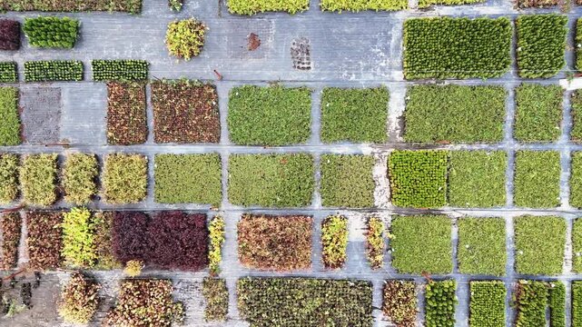 Aerial view shows rows of colorful grasses in a field. Green, red, yellow hues form a patterned grid. Some patches look freshly mowed, others wild and untamed. No people appear, so no emotion is shown