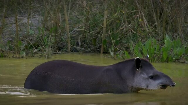 South American tapir, Brazilian tapir, lowland tapir (Tapirus terrestris) wading, foraging in shallow river, Pantanal wetland, Mato Grosso, Brazil. Vulnerable species, excellent swimmer.