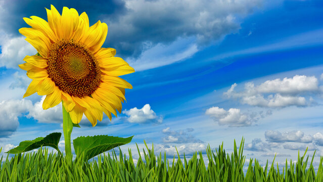 Sunflower stands tall in a field under a blue sky with white clouds on a sunny day