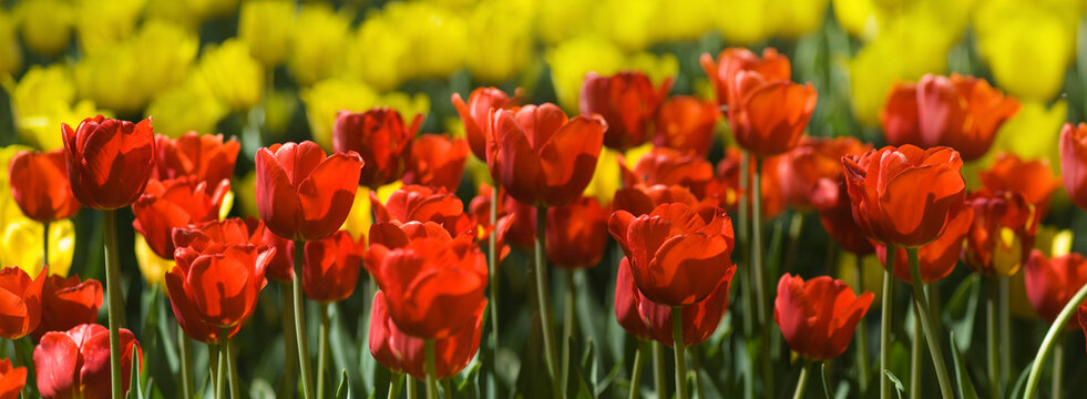 Colorful tulips bloom in a garden during springtime with yellow and red flowers standing tall