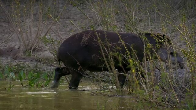 South American tapir, Brazilian tapir, lowland tapir (Tapirus terrestris) wading, foraging in shallow river, Pantanal wetland, Mato Grosso, Brazil. Vulnerable species, excellent swimmer.