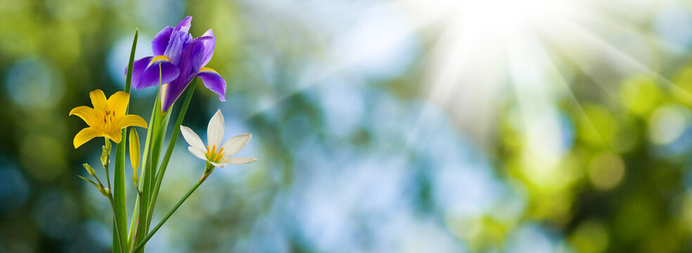 Colorful flowers bloom in a garden on a sunny day with bright light shining through