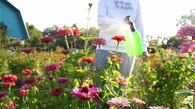 Person sprays colorful zinnias with garden hose. Sunlight glows behind the worker. Flowers bloom vibrant and dense. Green nozzle sprays water gently. Gardener moves through flowering rows