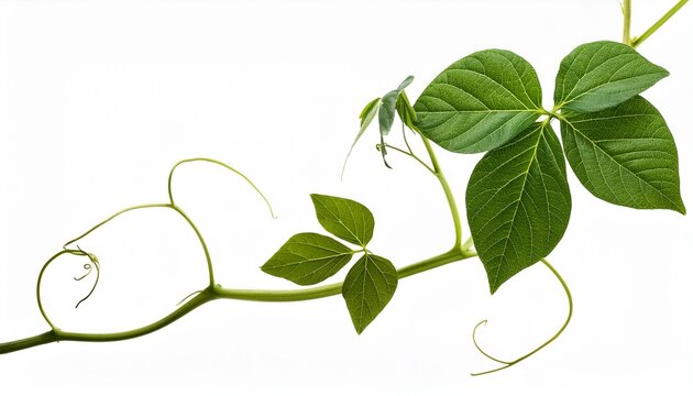 A Magical Green Beanstalk Grows Isolated On Transparent Background