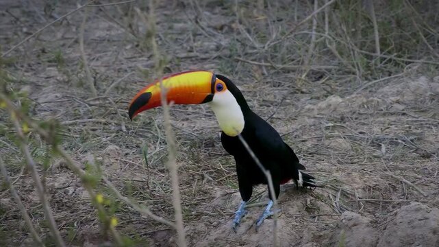 Toco toucan (Ramphastos toco), world's largest toucan species, foraging on ground near water's edge, Pantanal wetland, Mato Grosso, Brazil. Huge orange bill, black plumage, white throat.