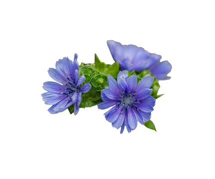 violette Endivienbl&uuml;ten, Salatbl&uuml;ten, freigestellt