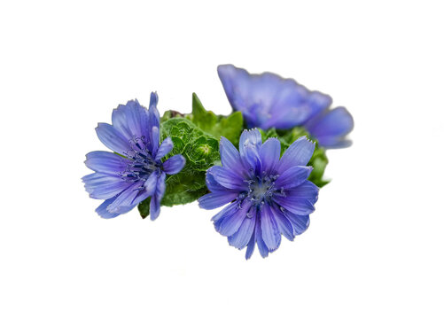 violette Endivienbl&uuml;ten, Salatbl&uuml;ten, freigestellt