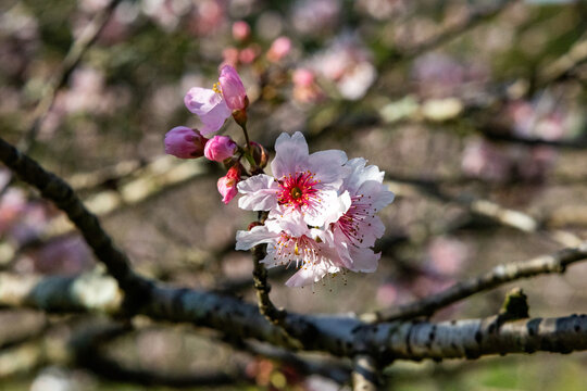 Flor de cerejeira. Sakura