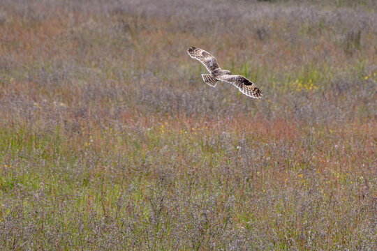 Eule im Flug 
