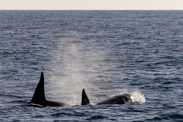 Naklejka premium Orca vor Andenes in Nordnorwegen – Walbeobachtungstour in der Norwegischen See